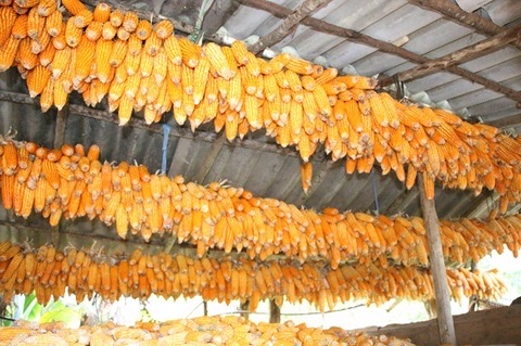 Tà Xùa (Bắc Yên-Sơn La): Ngọn đuốc tình yêu Tây Bắc – Sự đổi mới trong tư duy