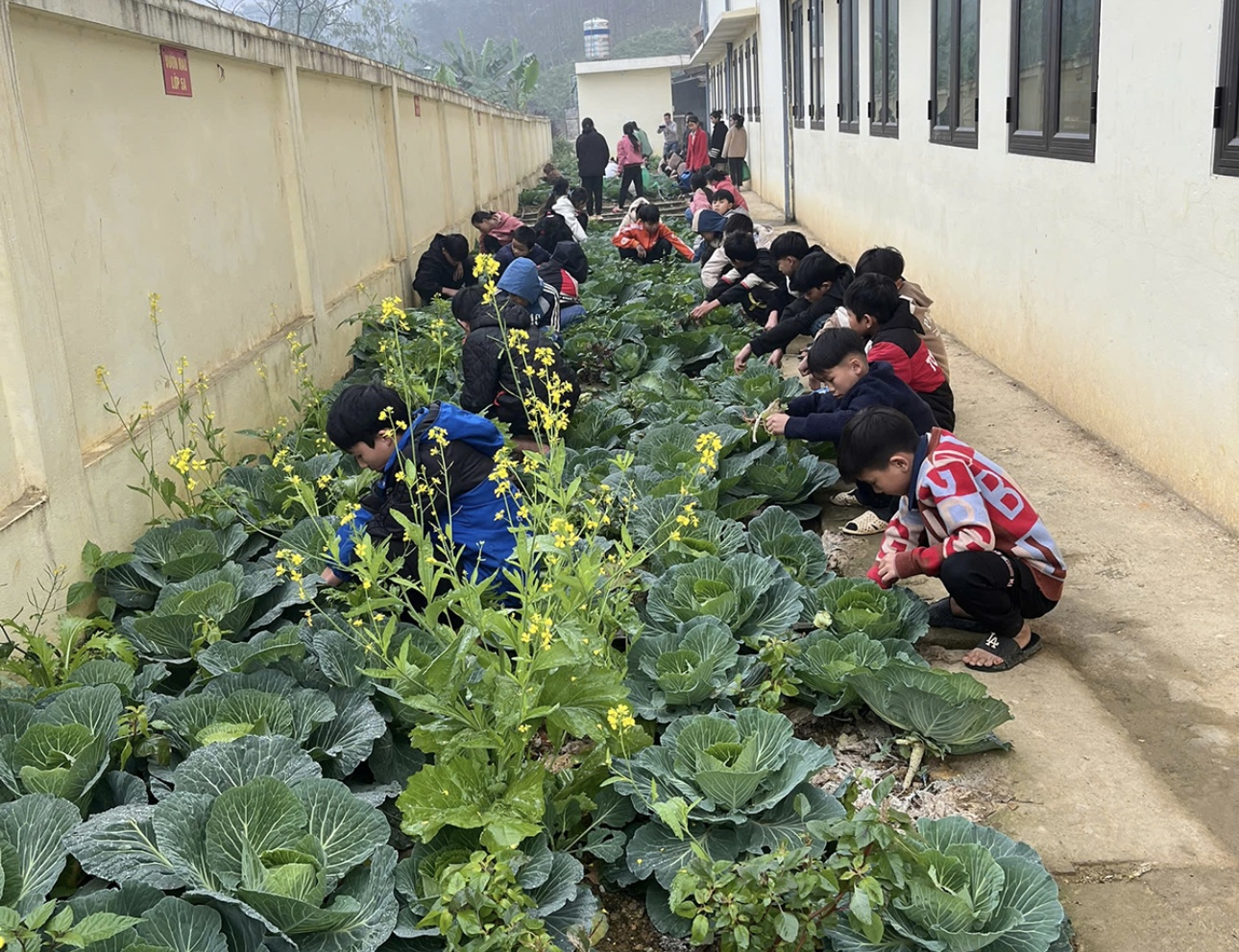 Hà Giang: Hiệu quả từ mô hình “Vườn rau xanh gây quỹ” tại Trường PTDTBT TH&THCS Đức Xuân