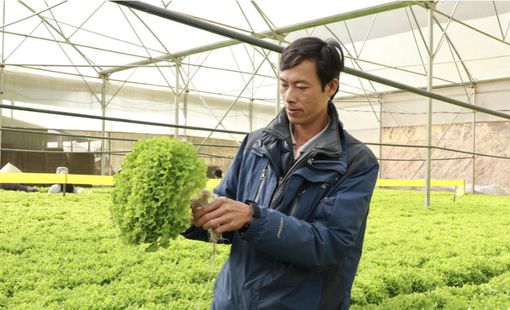 Nông dân Đà Lạt đưa rau Việt Nam đến Nhật Bản, Hàn Quốc